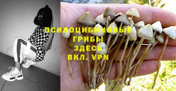 стаф Белокуриха