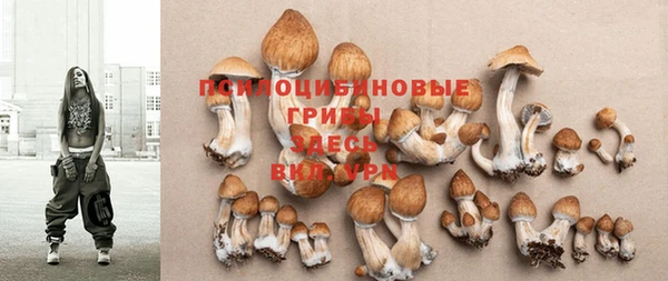 стаф Белокуриха